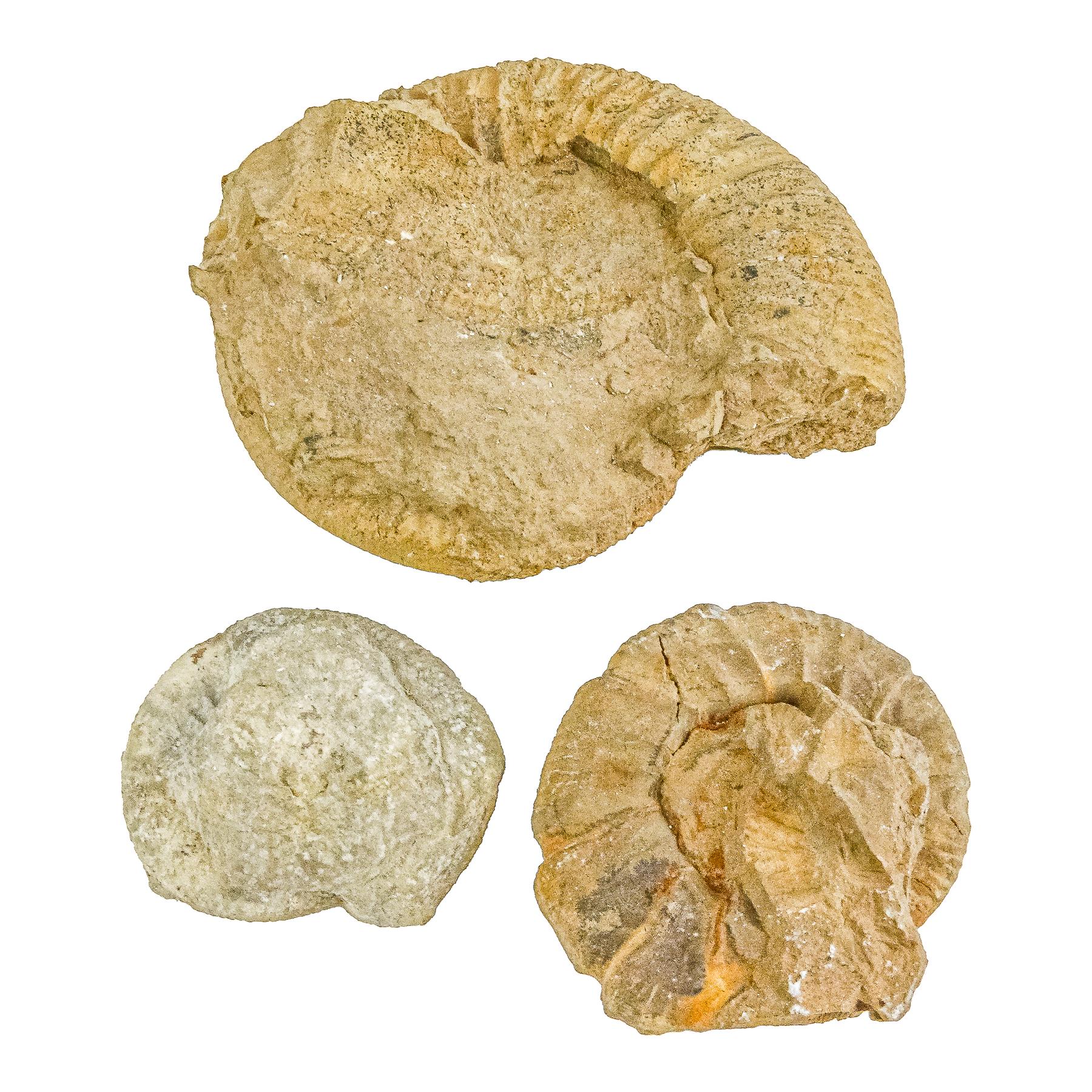 TRES FOSILES AMMONITES