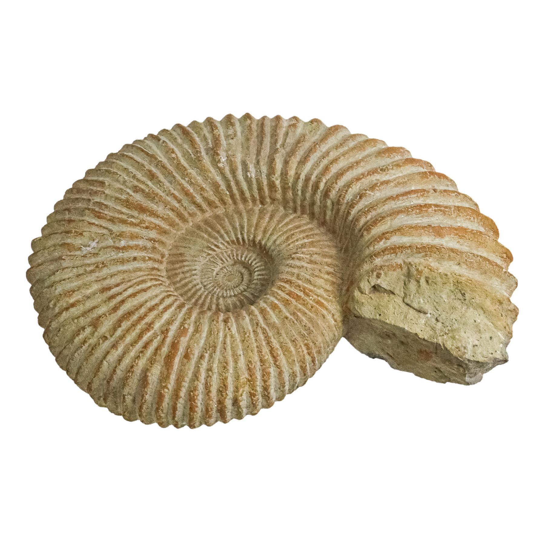 AMMONITES PROCEDENTE DE MARRUECOS