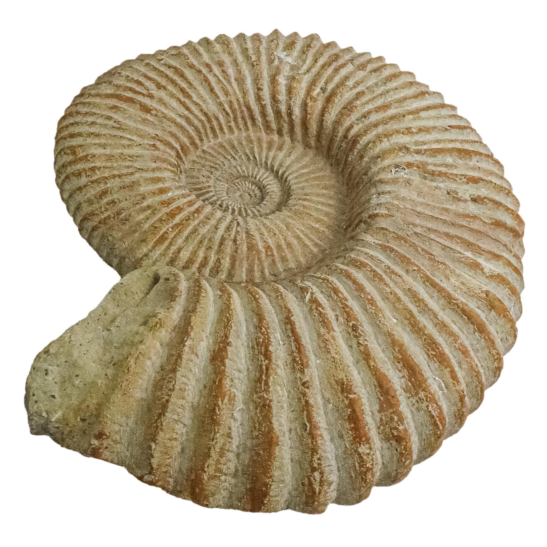 AMMONITES PROCEDENTE DE MARRUECOS