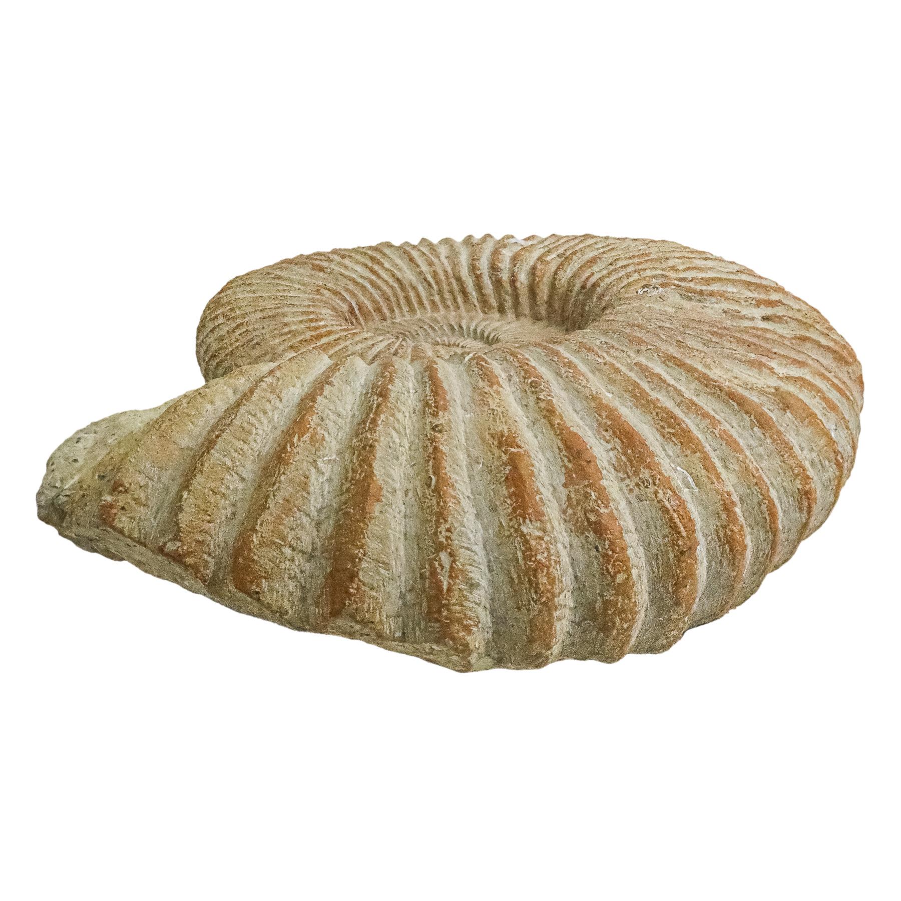 AMMONITES PROCEDENTE DE MARRUECOS