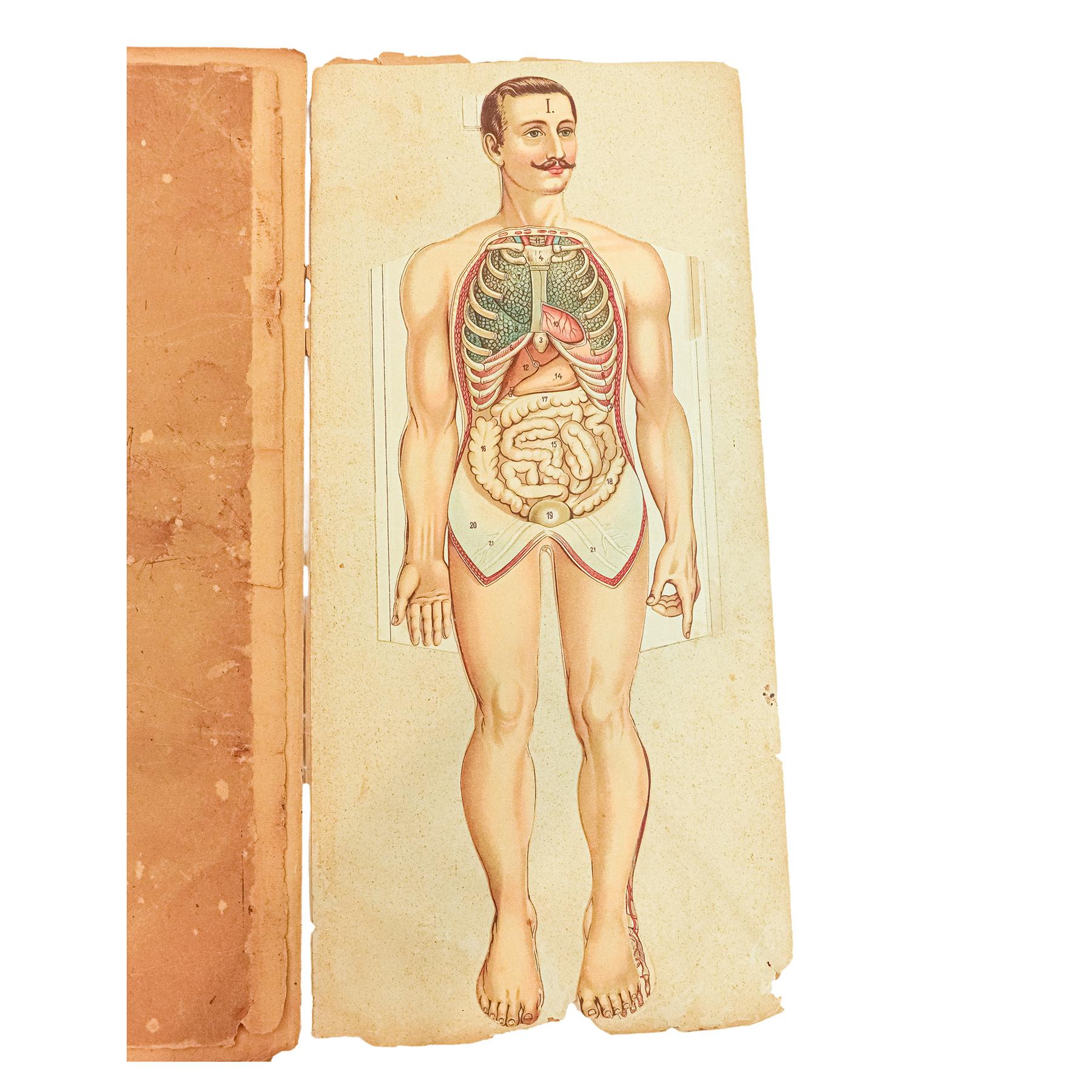 EL HOMBRE REPRESENTACION GRÁFICA DE SU ESTRUCTURA 