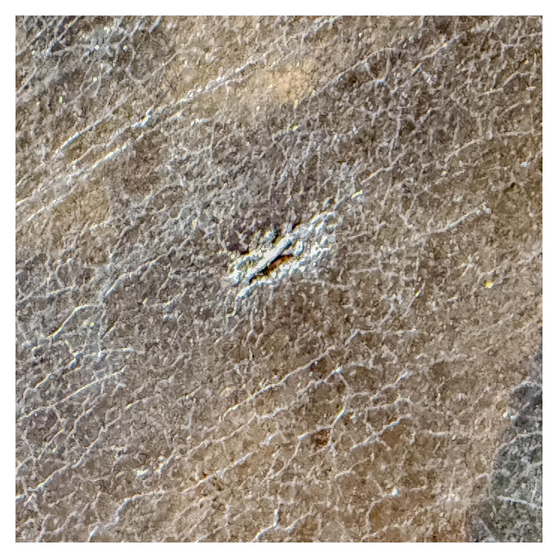 ESCUELA ESPAÑOLA S.XVII