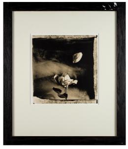 LESTER LEE (Hong-Kong 1963) BODEGÓN FLOR ARANJUEZ Fotografía geletina de plata al clorobromuro sobre papel baritado. 75 cm.x65 cm.