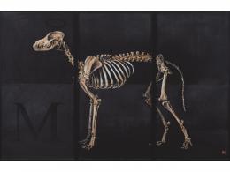 PAPINO LUCADAMO (Buenos Aires,1960) Greyhound Skeleton