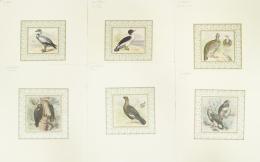 ESCUELA CONTEMPORANEA S.XX Seis grabados coloreados de diferentes aves.