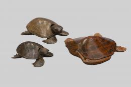 CONJUNTO DE TRES TORTUGAS DEORATIVAS EN DIFERENTES MADERAS, S. XX