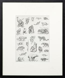 MUESTRARIO DE ANIMALES Plumilla sobre papel 45 cm.x37 cm.