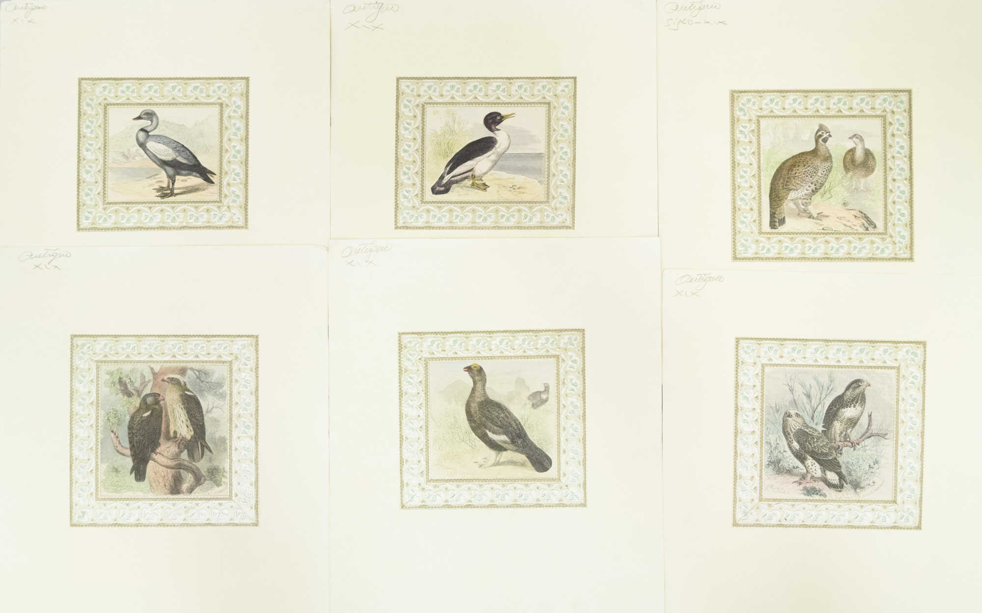 Seis grabados iluminados a mano de diferentes aves