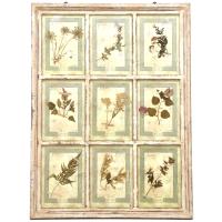 Herbario enmarcado, pps. siglo XX.