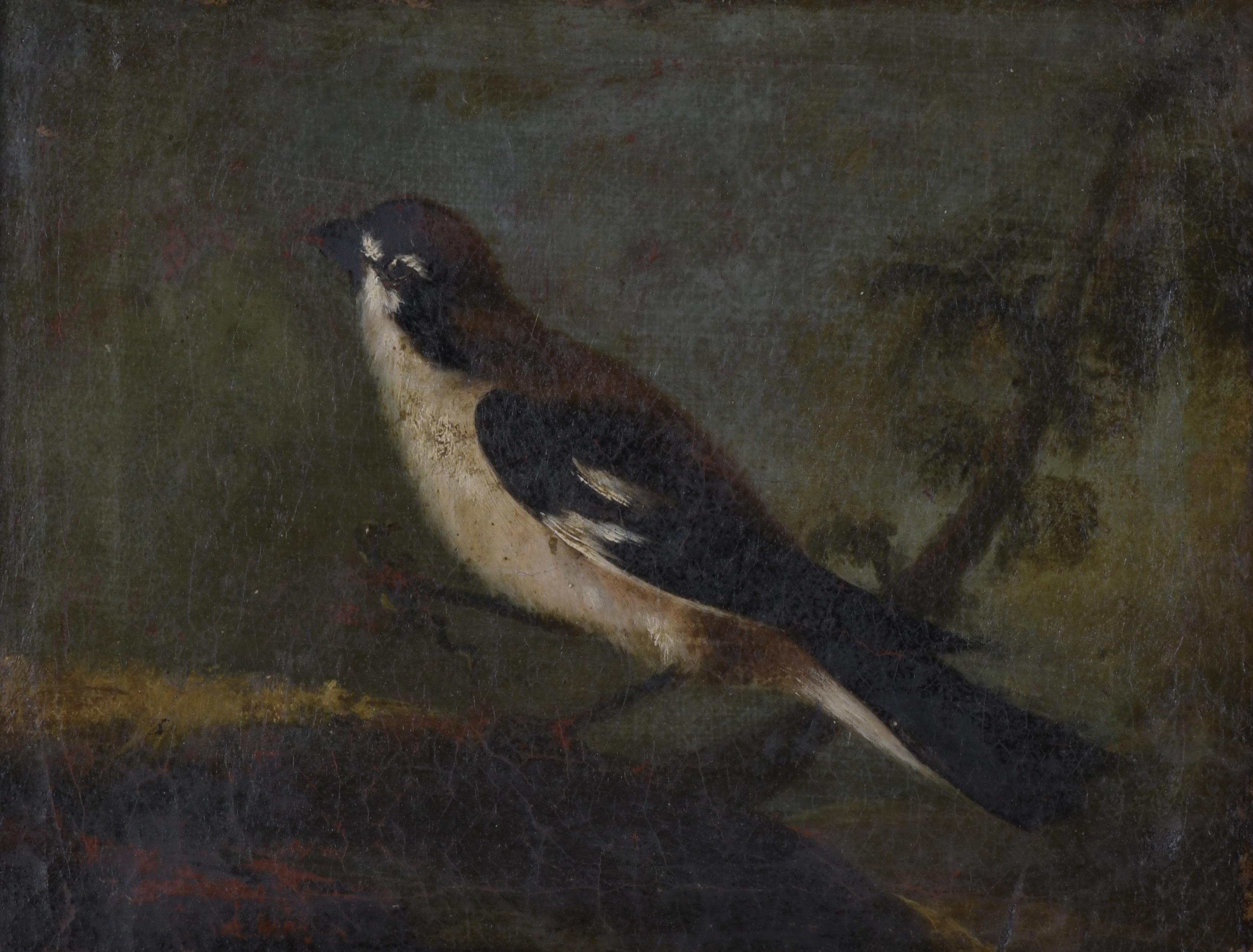ESCUELA ESPAÑOLA, SIGLO XVIII. "PÁJAROS".