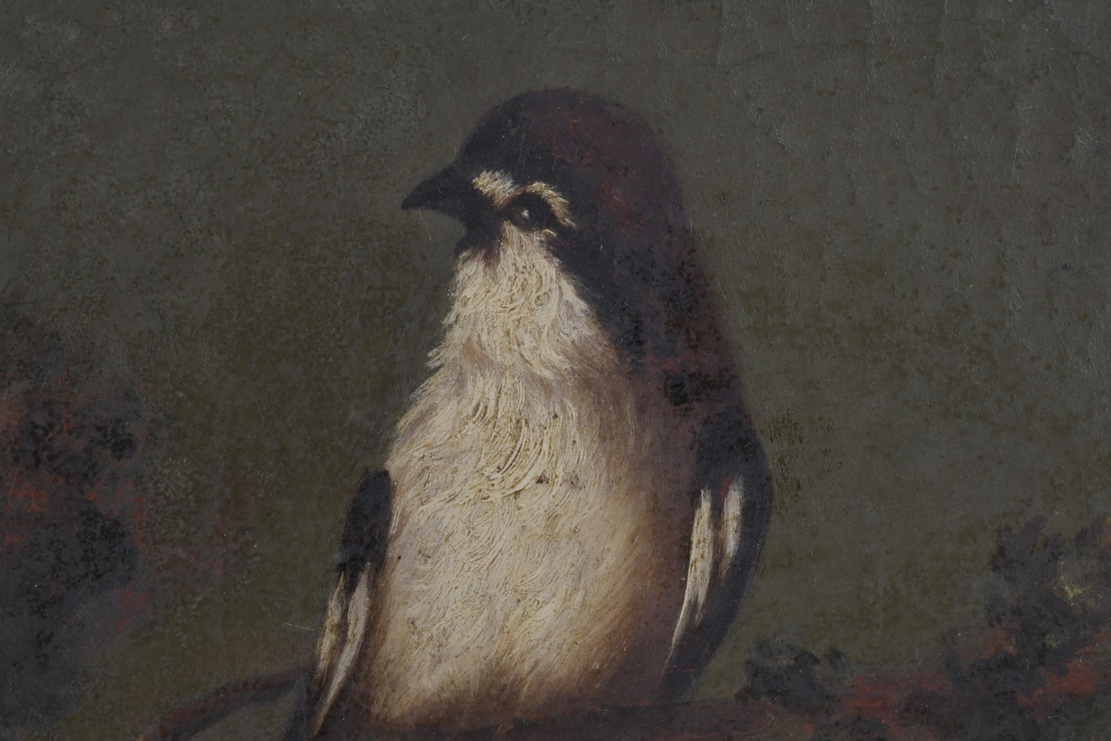 ESCUELA ESPAÑOLA, SIGLO XVIII. "PÁJAROS".