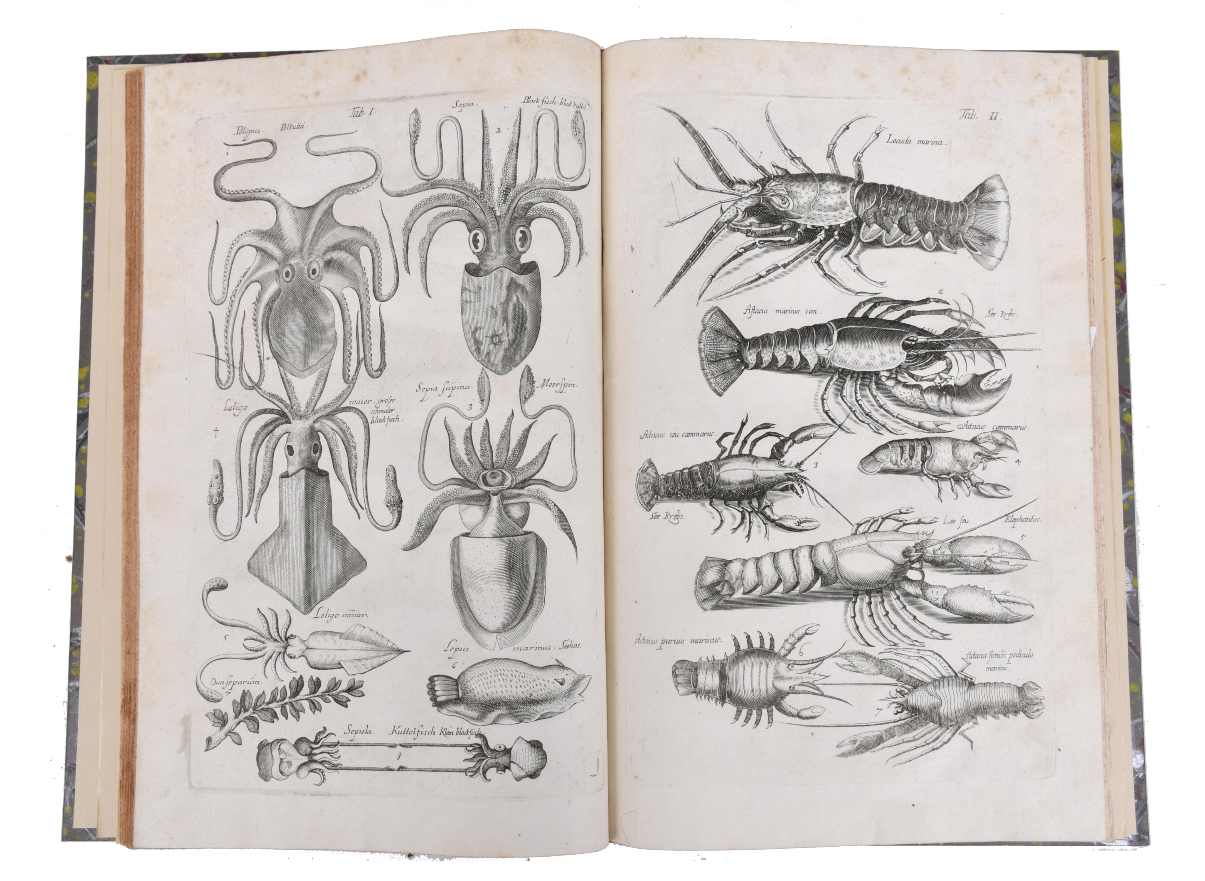 JOHN JONSTON (1603 - 1675). Historiae Naturalis de Exanguib