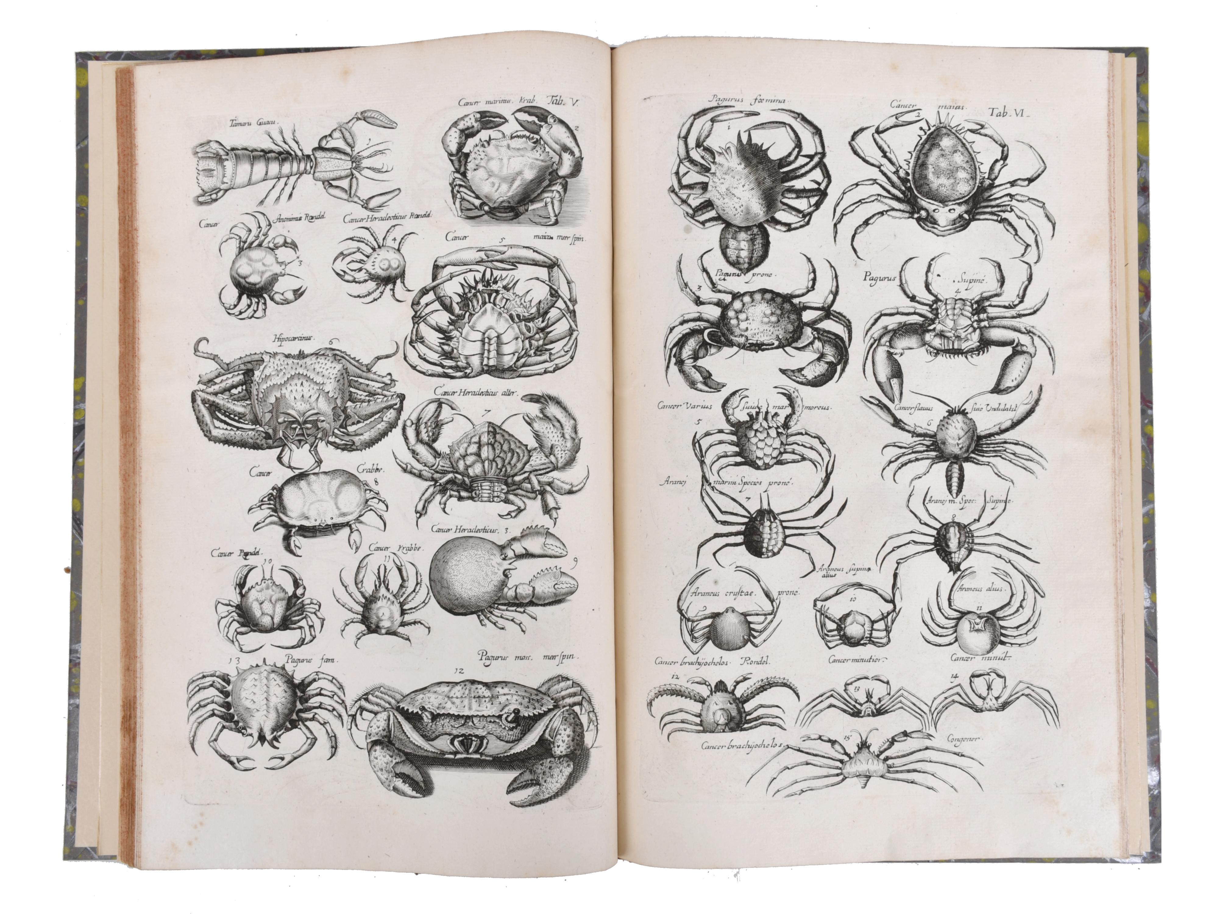 JOHN JONSTON (1603 - 1675). Historiae Naturalis de Exanguib