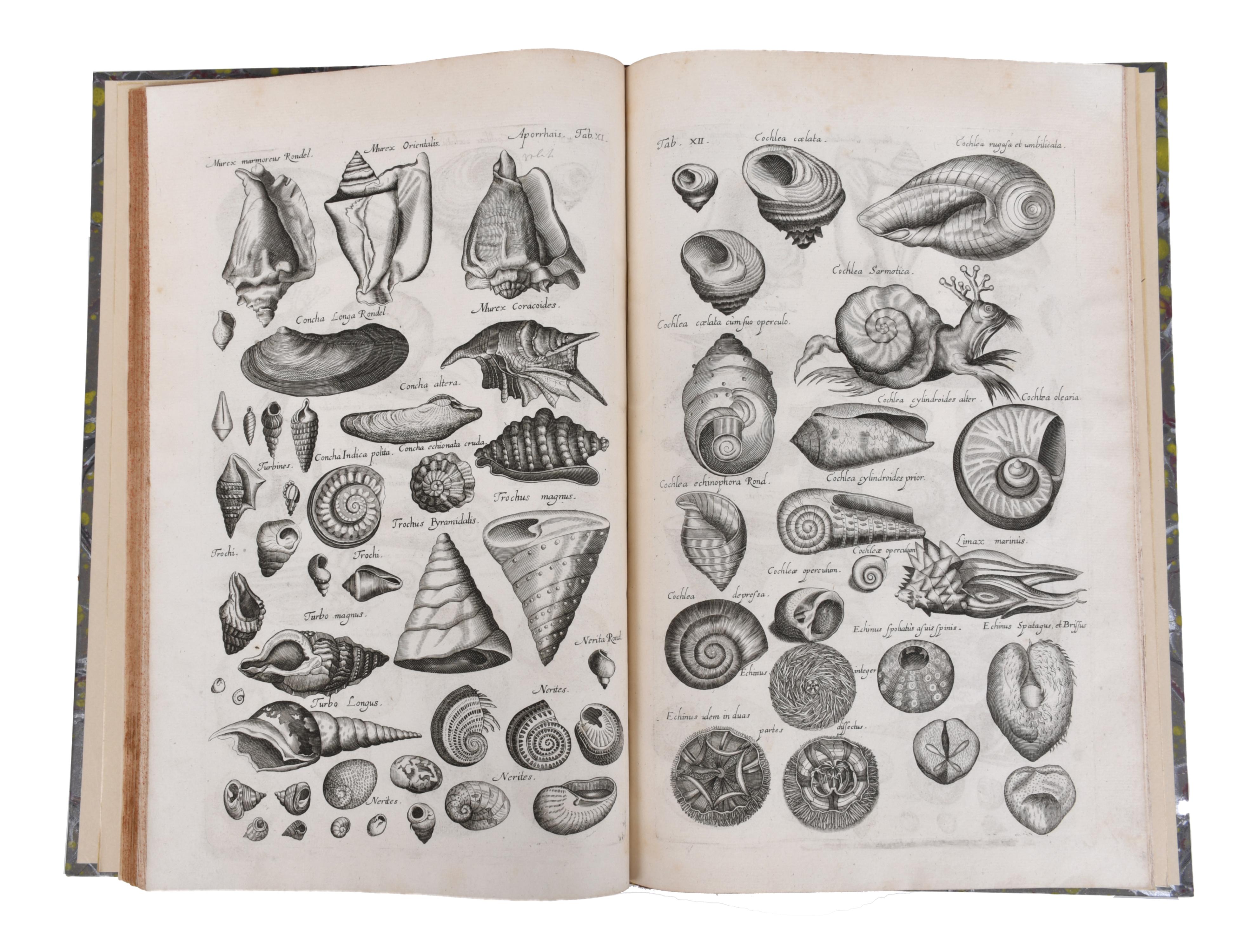 JOHN JONSTON (1603 - 1675). Historiae Naturalis de Exanguib