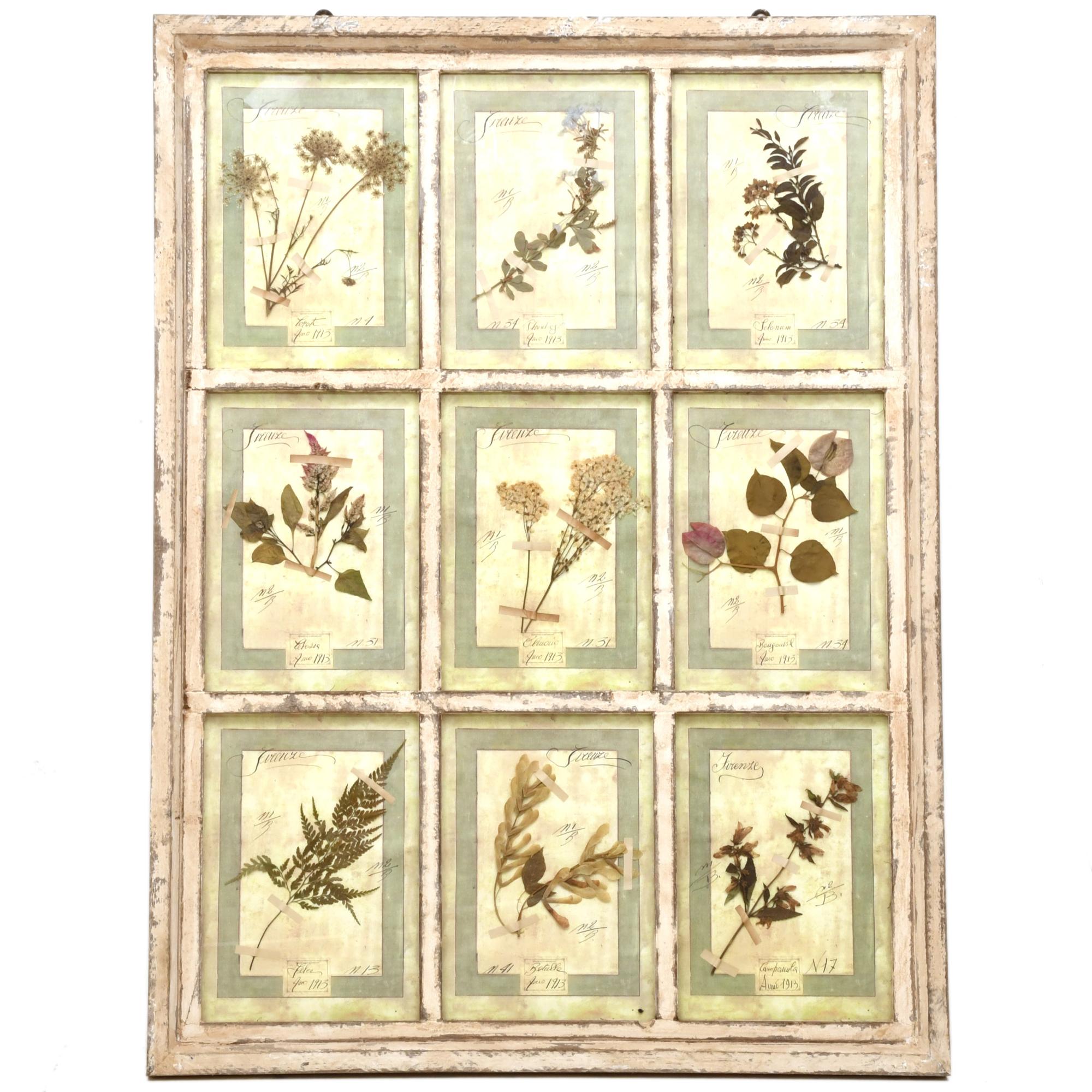 Herbario enmarcado, pps. siglo XX. 