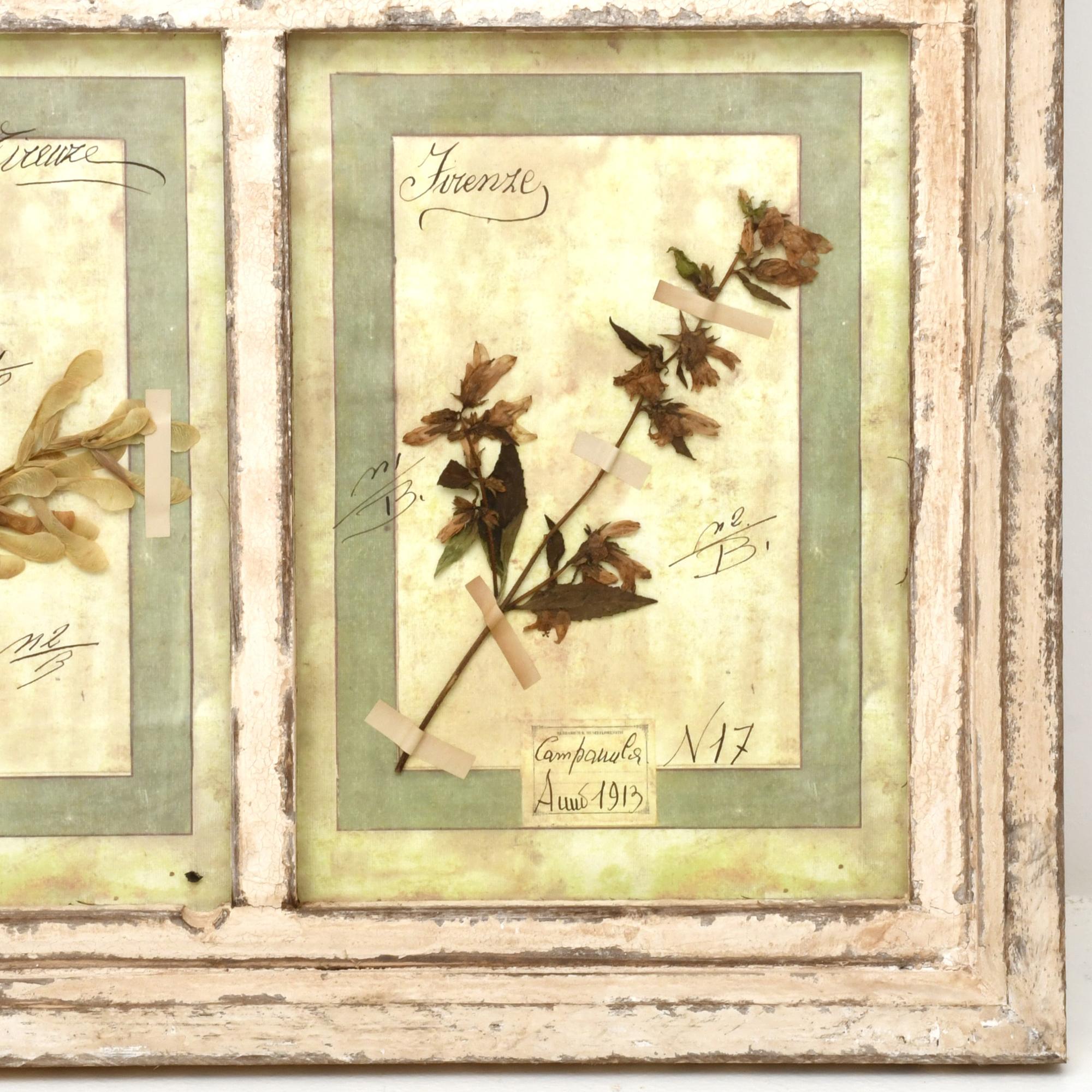 Herbario enmarcado, pps. siglo XX. 