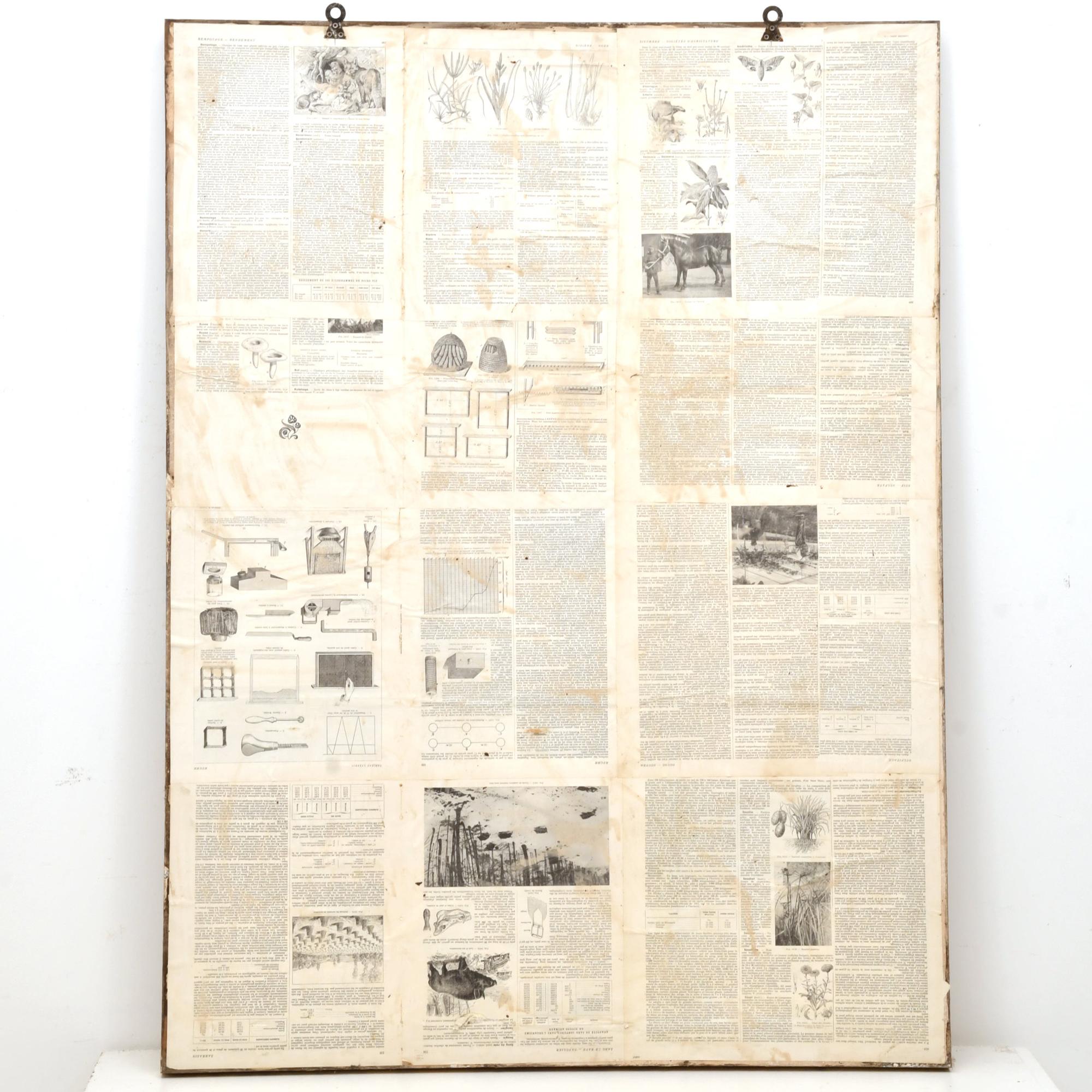 Herbario enmarcado, pps. siglo XX. 