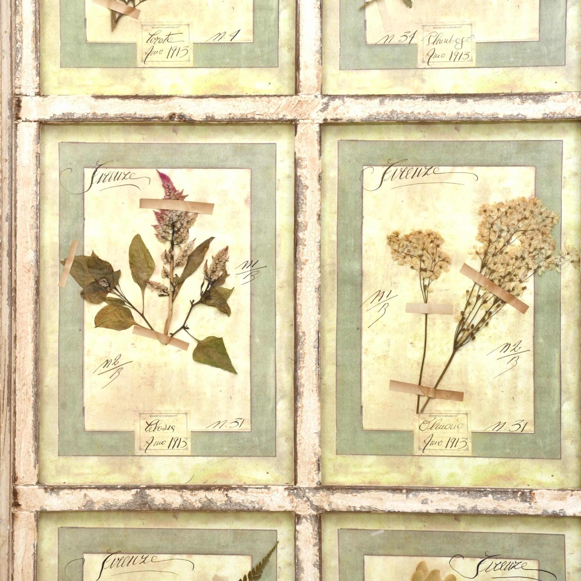 Herbario enmarcado, pps. siglo XX. 